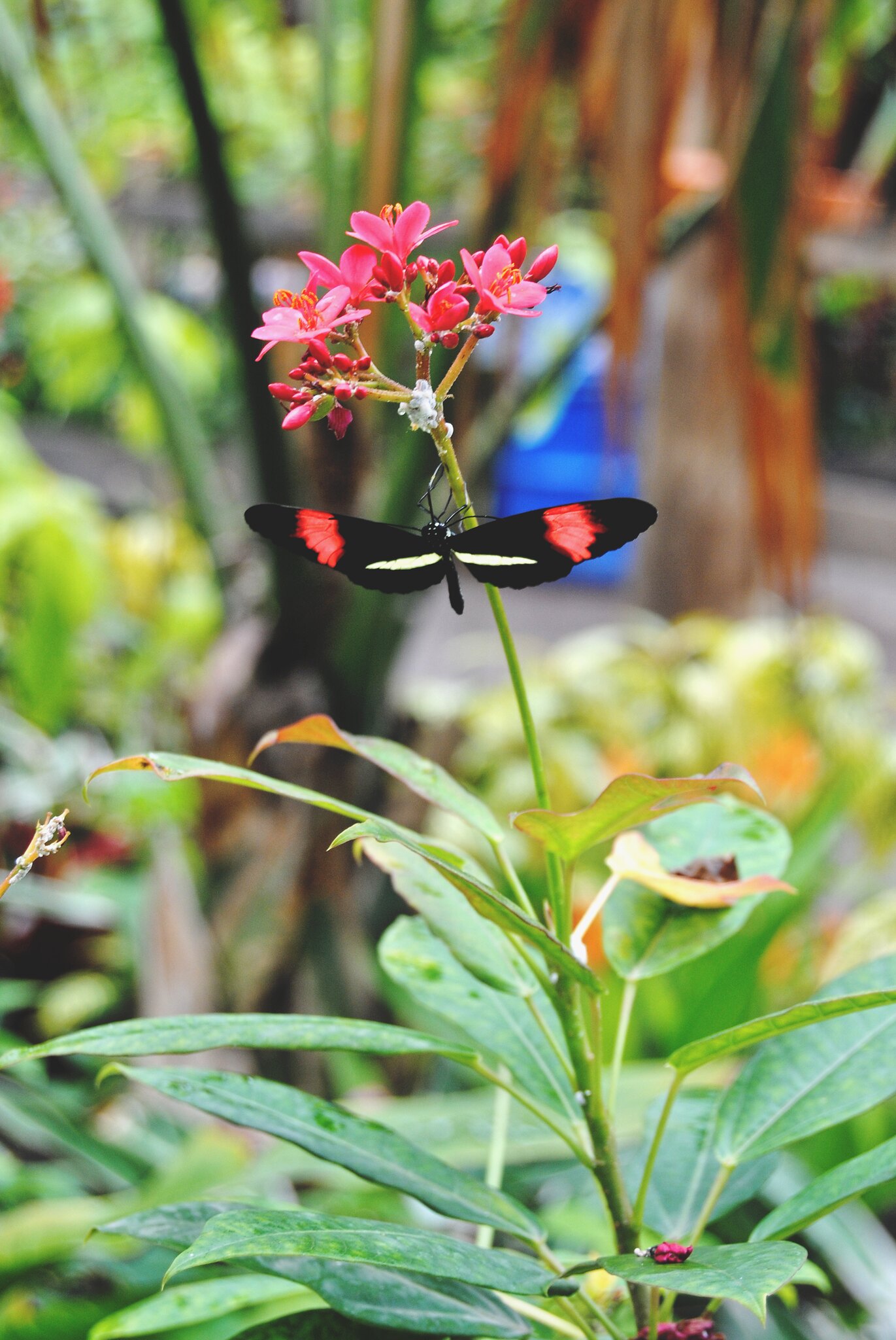 Amazon Butterflies at the Rotterdam Zoo (Blijdorp).
