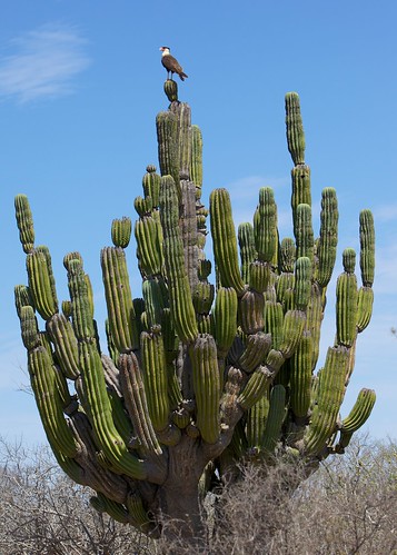 cactus nature animals landscape mexico holidays eagle bajacalifornia baja bajasur caracara crestedcaracara
