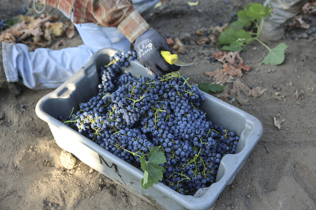 2014 Merlot Harvest for Jordan Winery at Munselle Vineyard