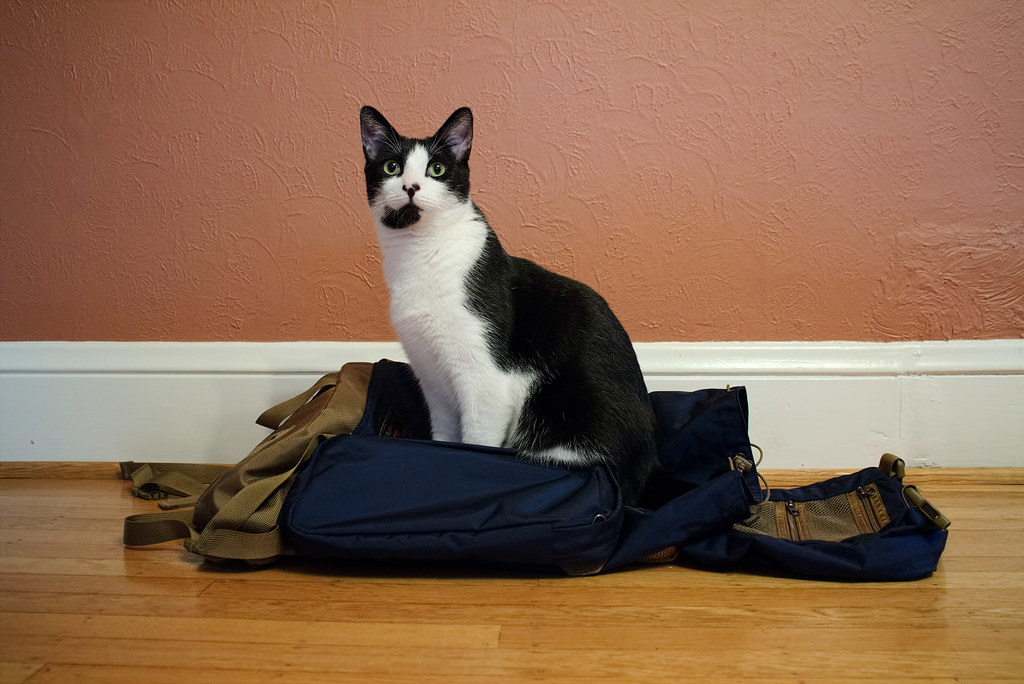 Our cat Boo sits on my new backpack, The Guide's Pack from Tom Bihn