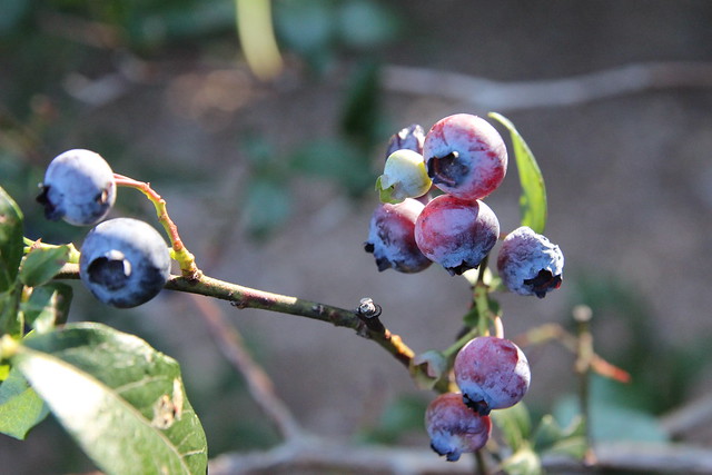 blueberries this year.......