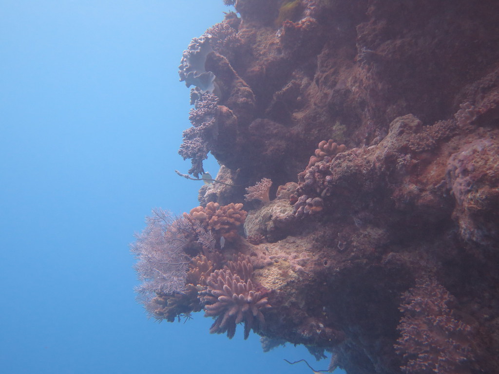 great barrier reef, opal reef, wavelength tours, port douglas, low isles, opal reef, snorkelling