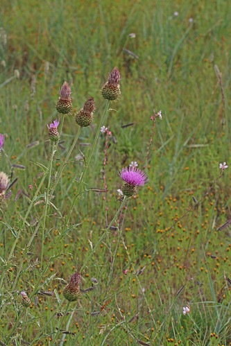 flower thistle nm wildflower cirsium asteraceae 2014 asterales asterids cirsiumundulatum wavyleafthistle catronco sheepbasin sheepbasintank
