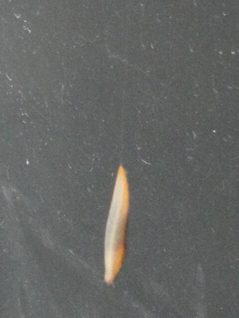 dangling slug Arion fuscus 1 detail