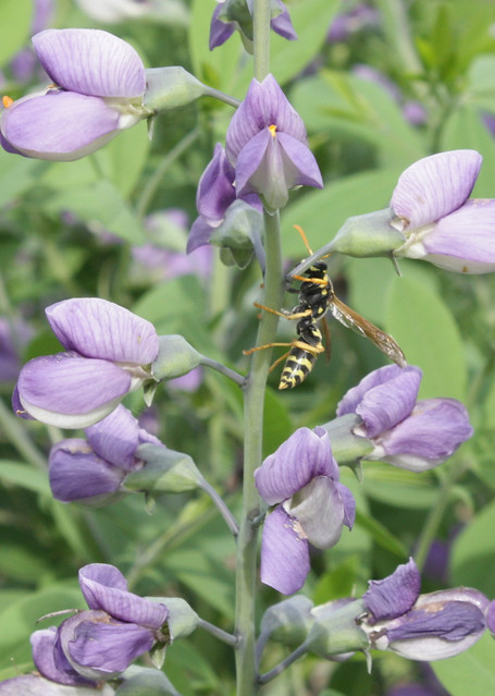 possibly paper wasp climbing up the stem of baptisia