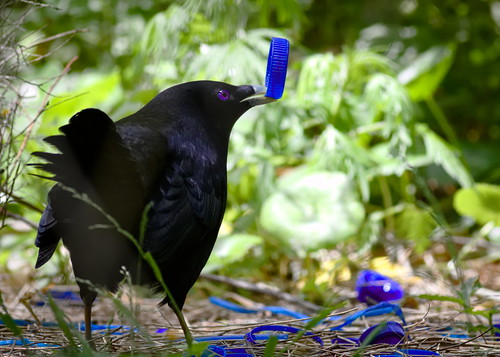 Male satin bowerbird in his bower