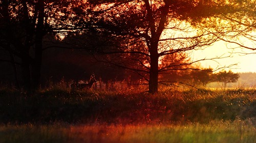 polska poland przyroda nature natura pejzaż landscape zachódsłońca sunset sarna roe drzewo tree wiosna spring beautifulearth sony a77