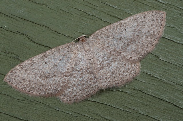 light trap moth
