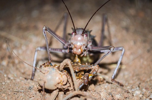 Cannibal armoured cricket