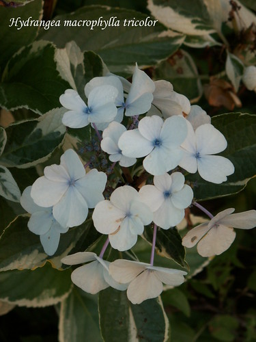 Hydrangea macrophylla tricolor