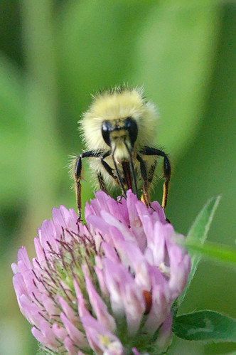 canada male bc princegeorge trifoliumpratense bombusflavifrons yellowheadbumblebee onredclover