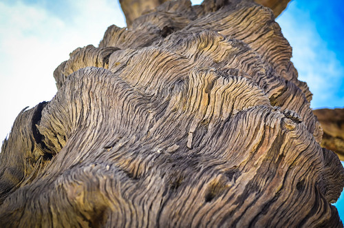 Dead tree trunk, Dead Vlei, Namibia