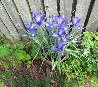 Iris in pot