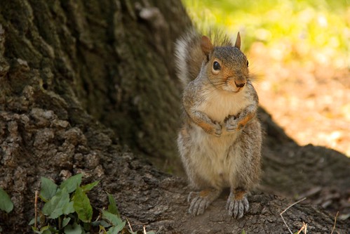Squirrel in Central park