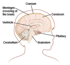 Nerve
Neurology
Neuroscience