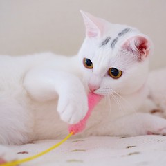 カプッ。  #nekomikan #白猫