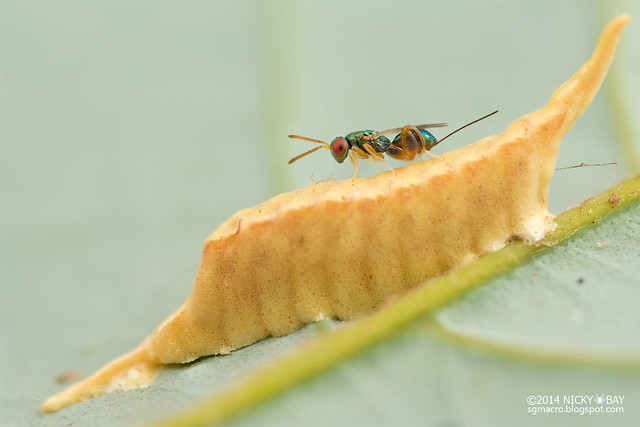 Mantis Parasitic Wasp (Podagrion sp.) - DSC_3528