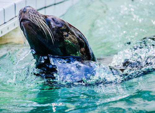 sea france water zoo nikon whiskers seal phoque lapalmyre d5100
