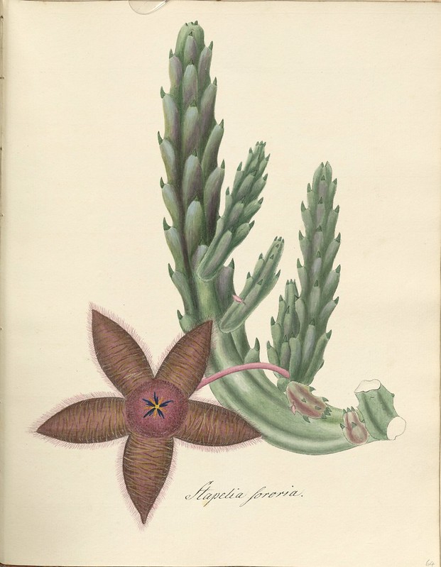 'carrion flower' plant watercolour sketch