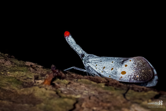 20140913 Lantern Bug (Fulgoridae - Pyrops pyrorhynchus) 1339