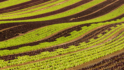 germany geotagged feld salat badenwuerttemberg oedheim canoneos5d3