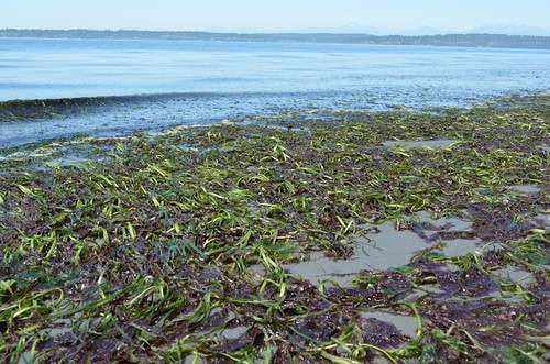 green and purple seaweed