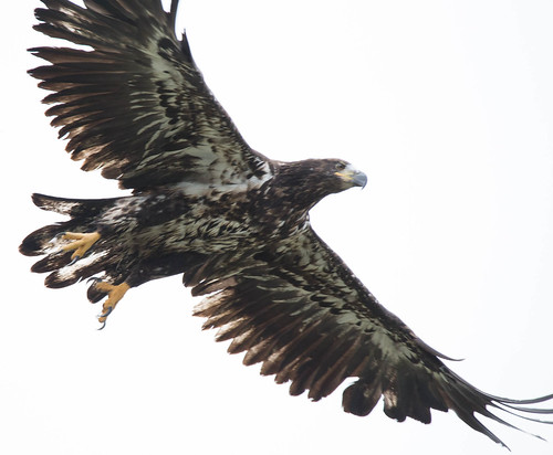 canada newfoundland eagle baldeagle southbrook newfoundlandandlabrador robertsarm roadtrip2014
