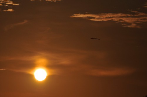 sunset summer sky bird clouds texas goldenhour southpadreisland