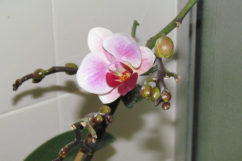 Blush Orchid