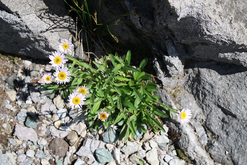 sub-alpine daisy Mt. baker - 14 039