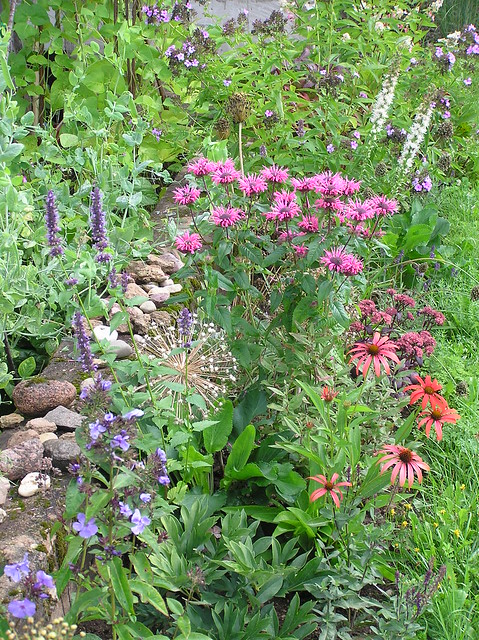 Bee & Butterfly border