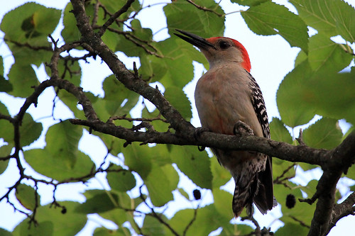 Red-Bellied Woodpecker (male)