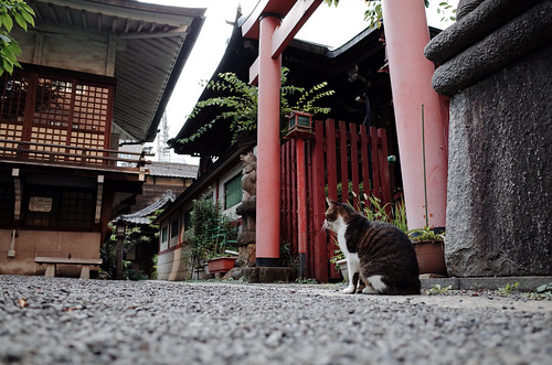 Cat in Yanagimori Shrine(Akihabara)