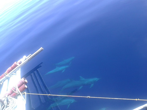 animales delfin filipinas negros 2014 scfilipinas bahíadebays islanegros baysbay