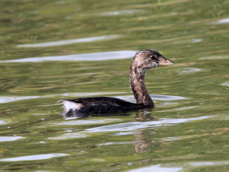 Photograph titled 'Pied-billed Grebe'