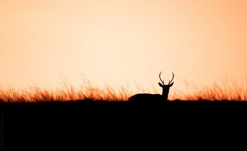 Silhouetted Stag // 21 09 14