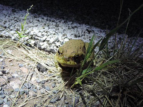 Sonoran Desert Toad aka Colorado River Toad (Bufo alvarius or Ollotis alvaria)
