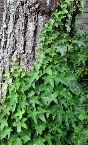 greenleaves ivy hederahelix starshaped 5lobes countrysidevillage deeplyindented stokesdalenc summer2014 retirementcomm