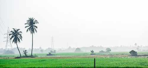 misty morning green tree paddy fields foggy outdoor landscape nikon d7100 18140mm