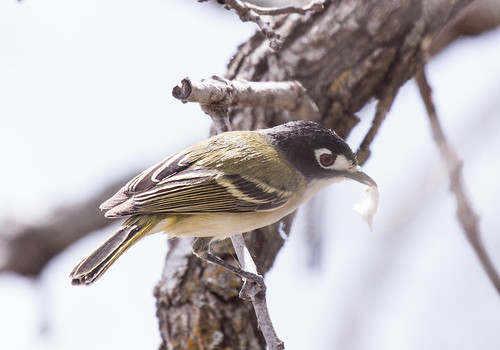 Black-capped Vireo gathering nest materials