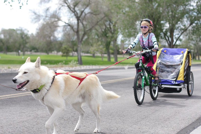 Finally, I have pics of all 4 dogs (2 Huskies + 2 GSDs) bikejoring together! 14314843178_c94c4d2f12_c