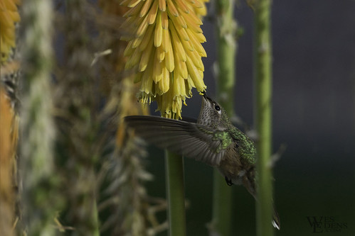 flower hummingbird sony slta77v