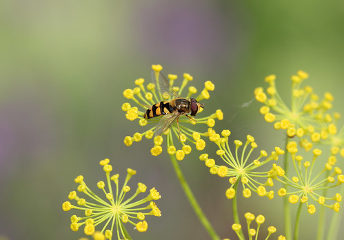summer insect july essex hoverfly rhs hydehall 2014 rettendon rhshydehall