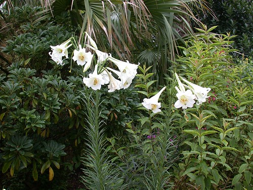 Lilium formosanum
