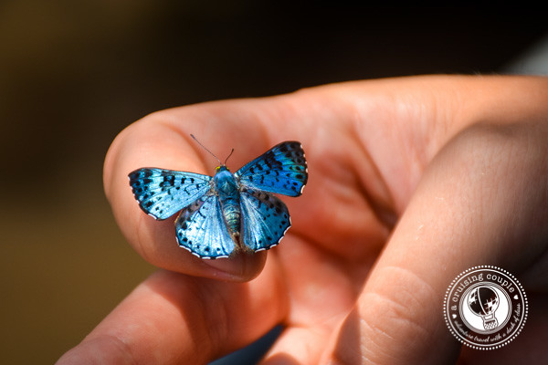 Blue Butterfly Brazilian Amazon