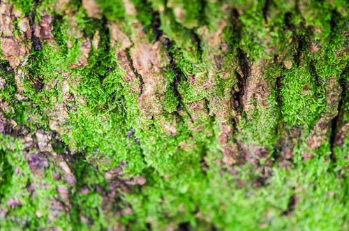 trees tree green minnesota forest moss unitedstates trail lichen gree dayton nikon105mm d7000