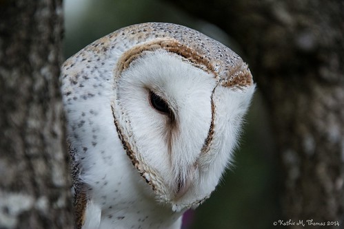 Barn Owl, Tyto Alba