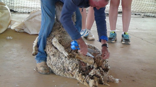 sw qld jundah shenanigans barcoo shire outback sheep shearing clippers shears sneakers shoes