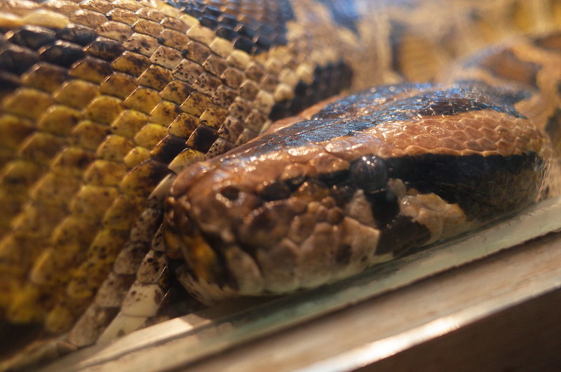 神戸王子動物園ニシキヘビ