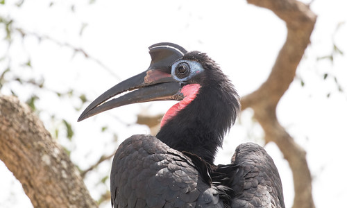 Abyssinian Ground-Hornbill